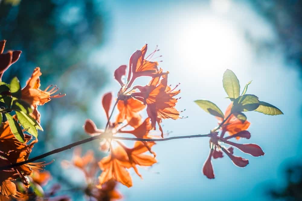 Bright colors and warm sun on your skin will elevate your mood. Image of orange flowers agains the blue sky