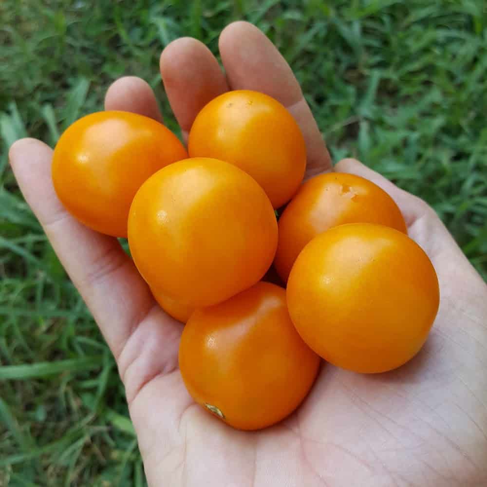 Hand full of small orange tomatoes