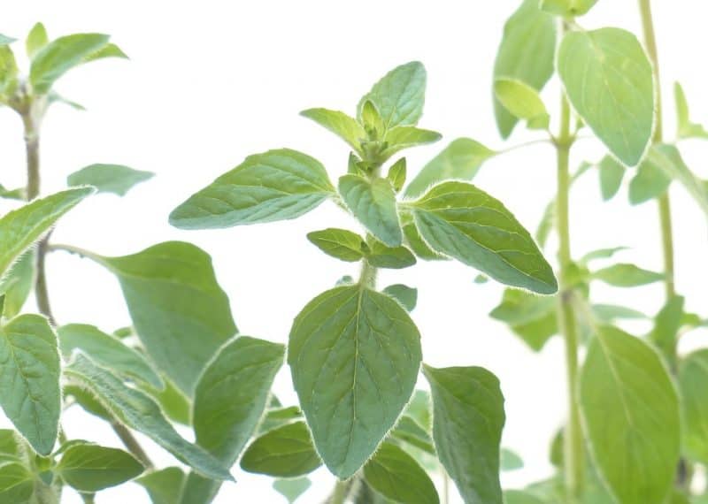 oregano - a hardy, easy to grow cooking herb