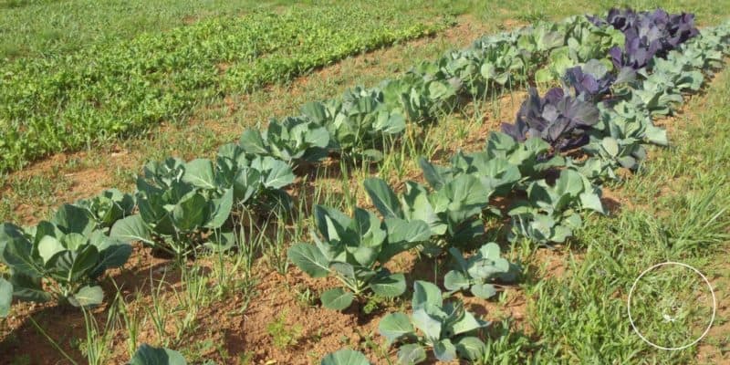 Grow your own cabbage patch.