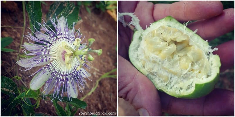 Exotic Fruits You Can Grow At Home: passion fruit