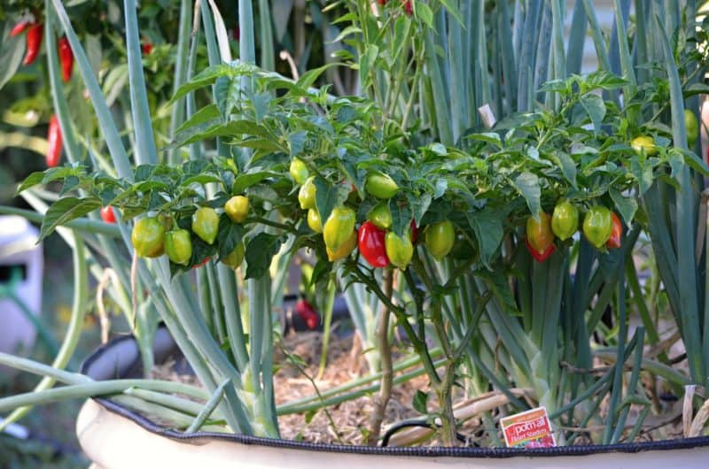 Peppers and onions growing in a container