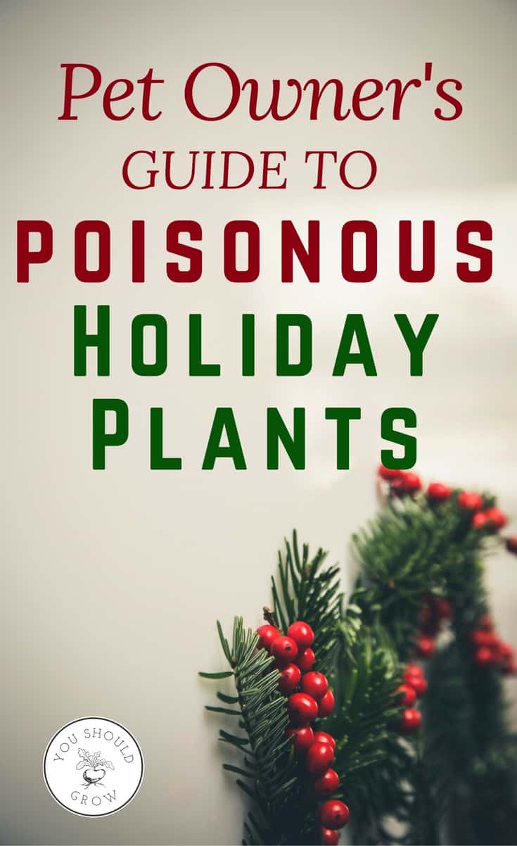 Some plants that we bring inside for the holidays are poisonous to cats and dogs. Find out which plants are safe and which plants are dangerous in this poisonous holiday plant guide for pet owners.