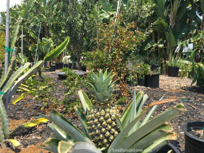 Growing a pineapple plant at home.
