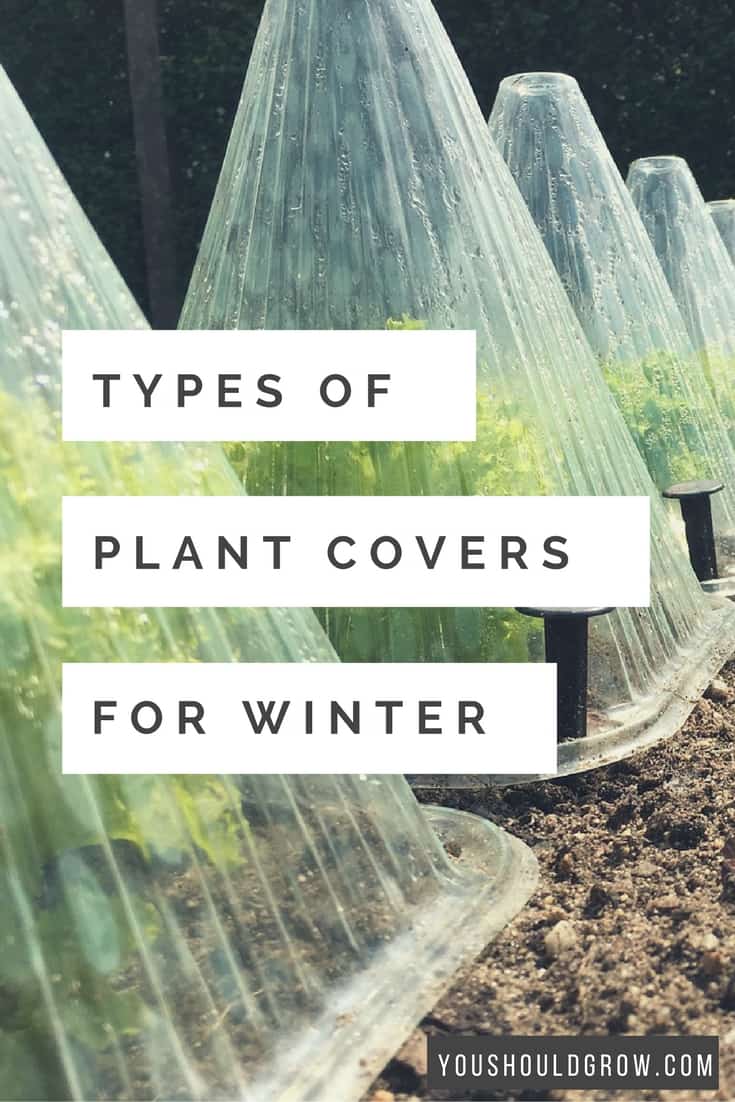 When frost is looming in your forecast, you need to act fast to protect your plants from freezing temps. Learn about the types of plant covers for winter. 