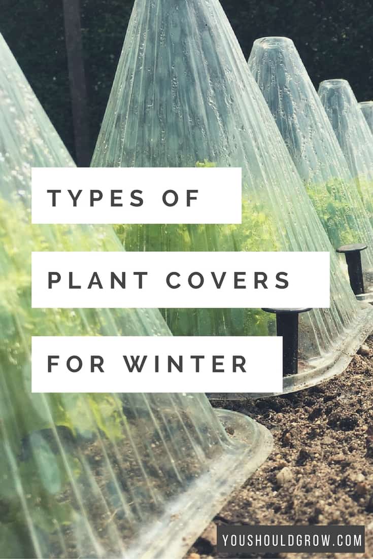 How To Protect Plants From Frost You Should Grow