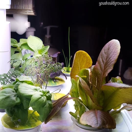 plants in aerogarden