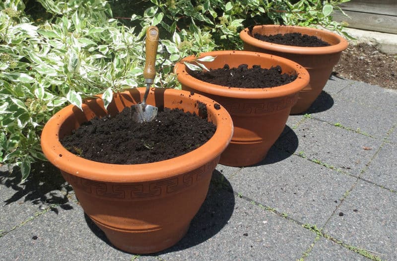 Grow vegetables in containers with these 5 tips