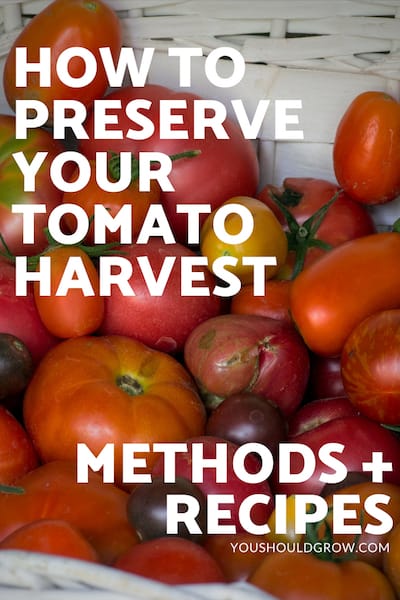 How to preserve your tomato harvest - methods + recipes. text in white overlaying image of basket of tomatoes.