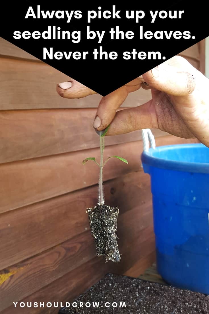 Hand demonstrating holding tomato seedling by the leaves.