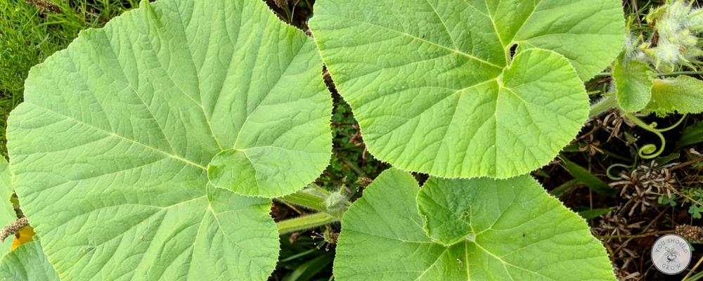 pumpkin leaves