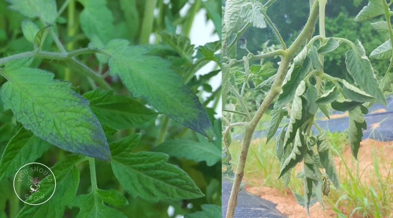 Purple or curled leaves on tomato plants: these are often not a cause of concern.