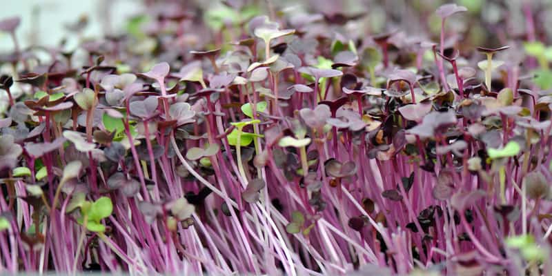purple microgreens growing indoors