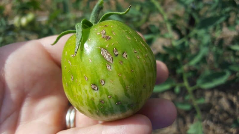 Rain check unsightly damage to tomato fruit