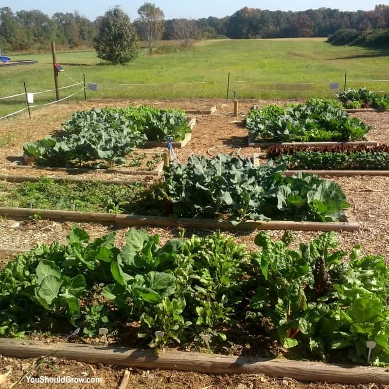 Raised beds filed with green veggies.