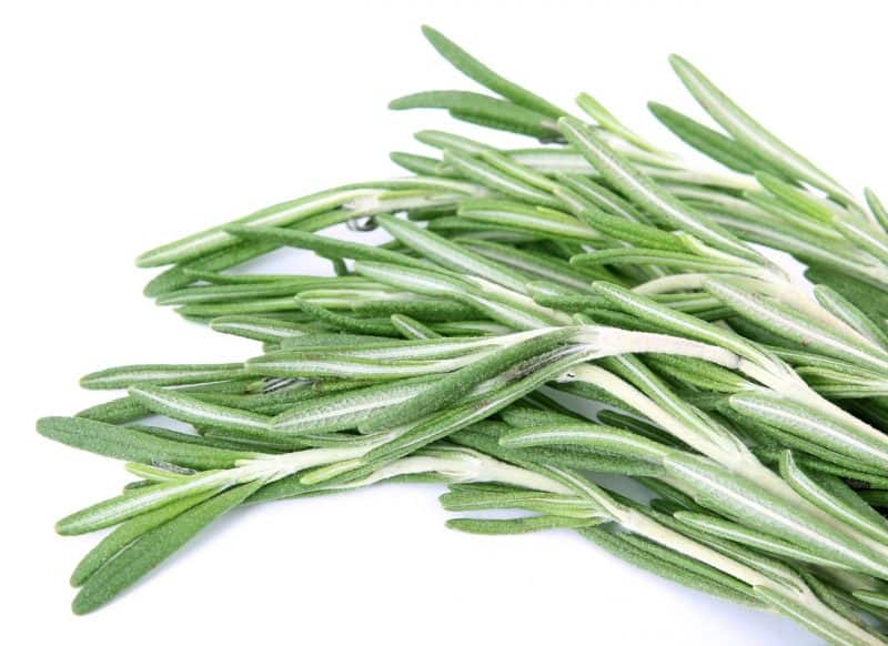 rosemary is a hardy cooking herb