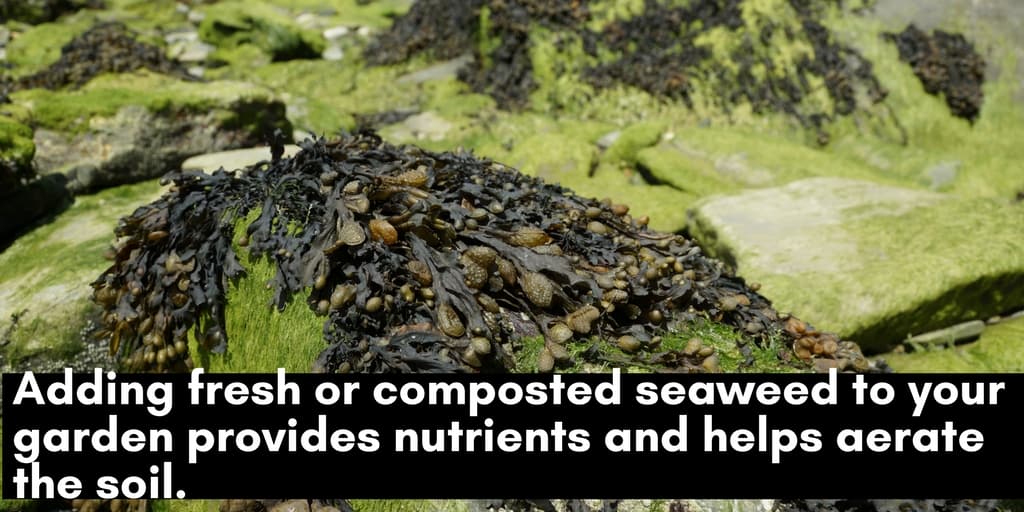 Gardening tips: fresh or composted seaweed is a healthy additive to garden soil.