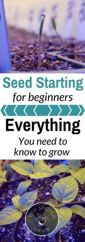 Seed starting for beginners: Everything you need to know to grow!