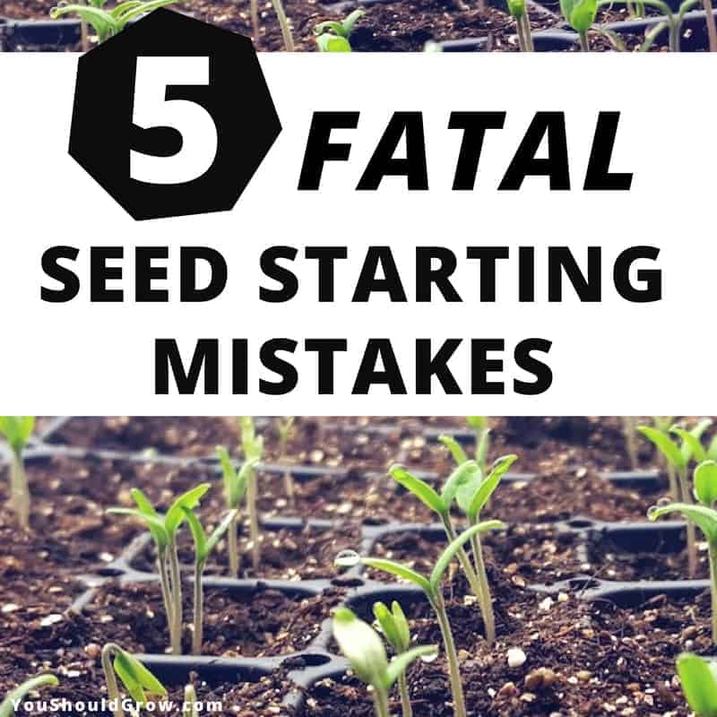 5 Fatal Mistakes For Germinating Seeds