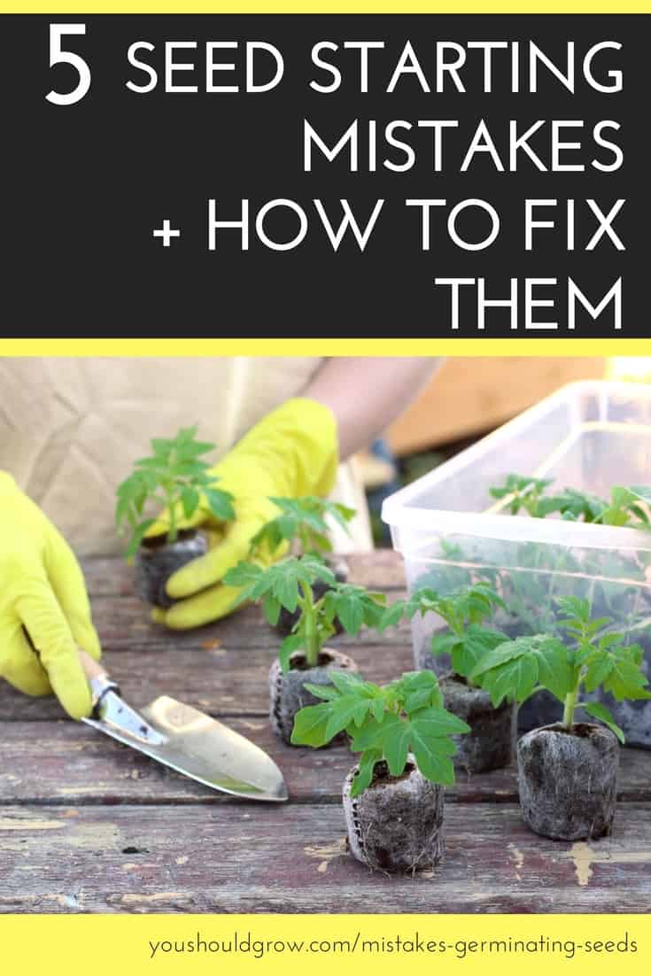 text: 5 seed starting mistakes + how to fix them below text image of tomato seedlings in peat pots on a table with hands in yellow gloves holding garden spade.