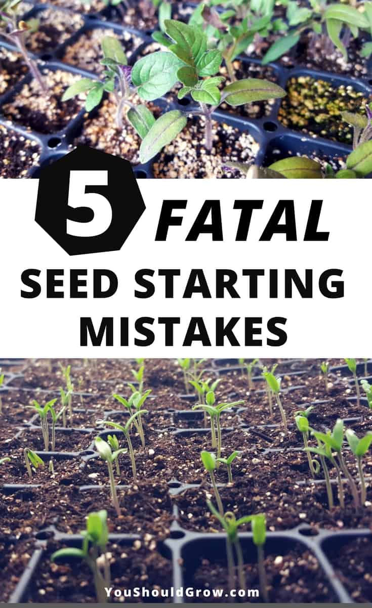 5 Fatal Mistakes For Germinating Seeds You Should Grow