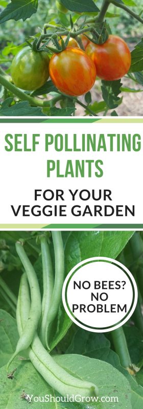 Self pollinating plants for your veggie garden. Worried about the declining population of insect pollinators? Check out this list of plants that doesn't need them.