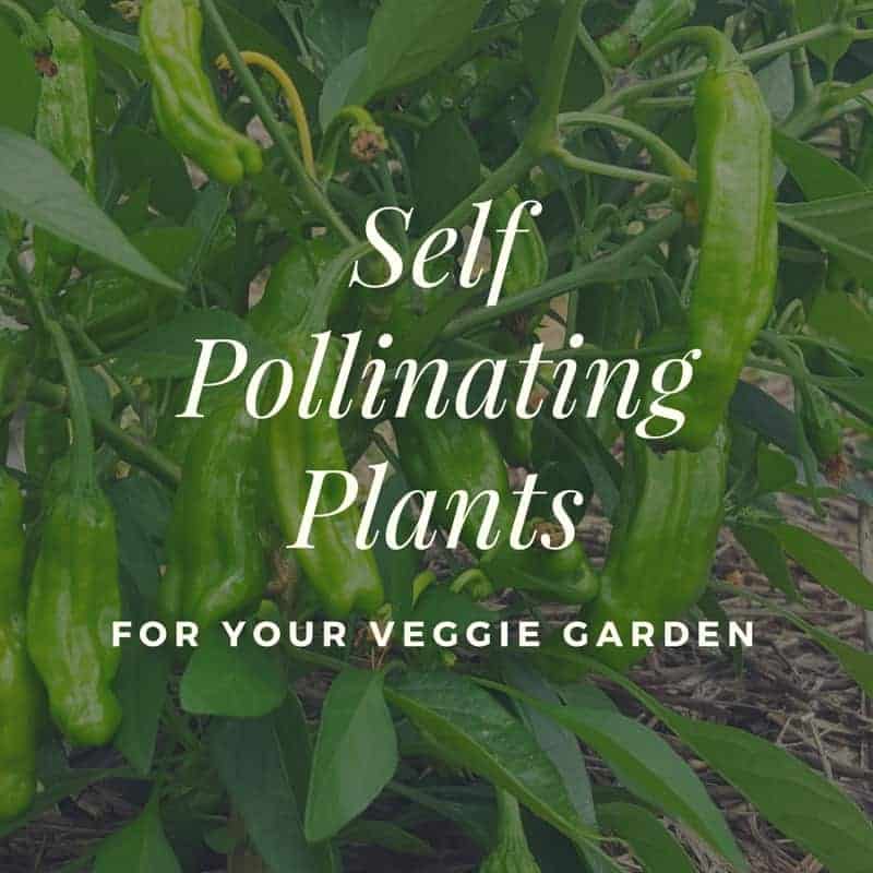 Self Pollinating Plants For Your Veggie Garden