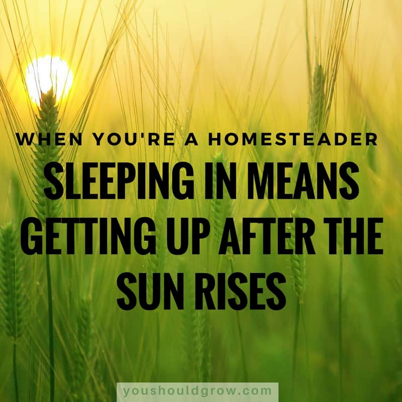 Homestead life means rising with the sun. 