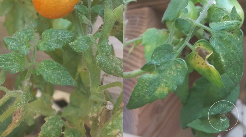Spider mite damage to tomato leaves