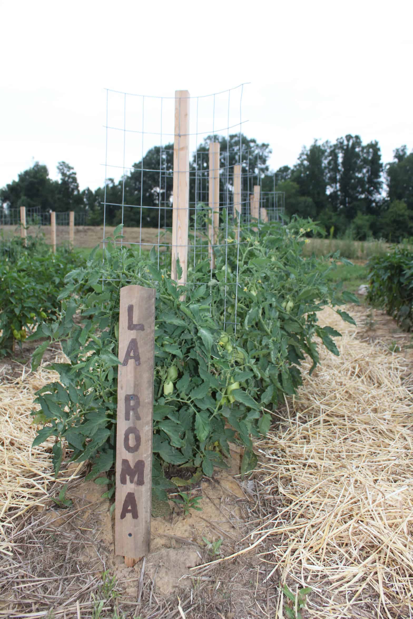 Tomato cage hybrid: stake-a-cage-romas