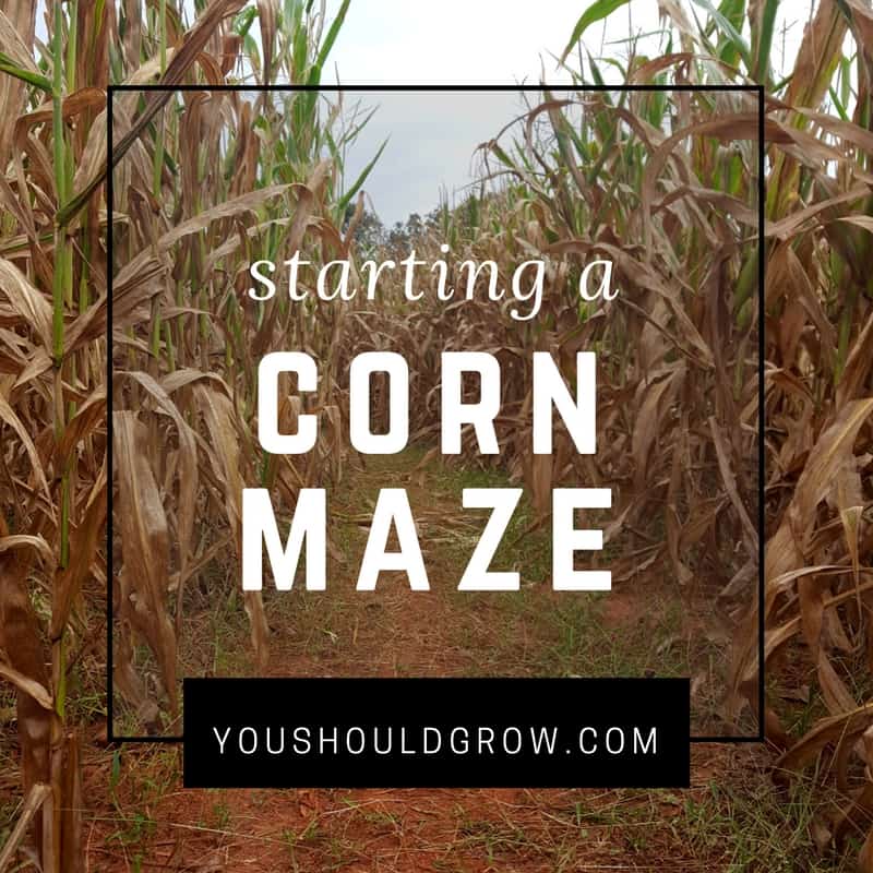 Thinking Of Starting A Corn Maze? Read This First
