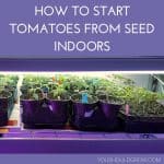 How to start tomatoes from seed indoors in white lettering on purple background with image of tomato seedlings growing indoors on trays underneath shop lights underneath.