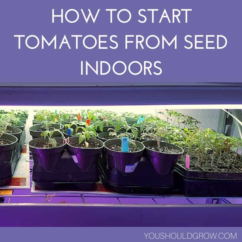 Growing Tomatoes From Seeds: The Complete Guide