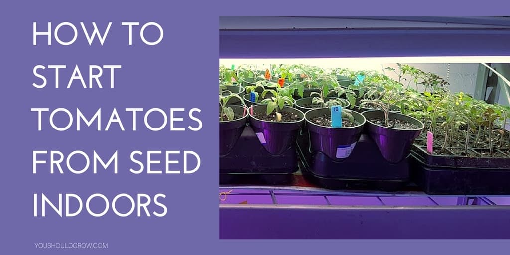 The Complete Guide To Starting Tomato Seeds Indoors You Should Grow The complete guide to starting tomato seeds indoors you should grow