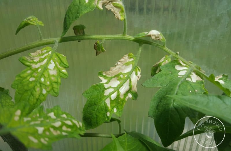 Sunburn spots on tomato leaves