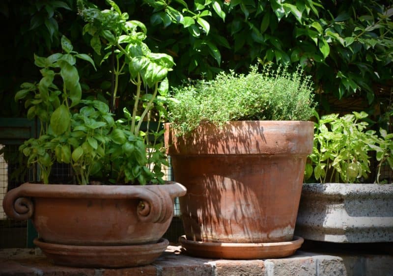 Container gardening with herbs