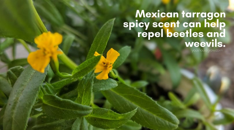 orange tarragon flowers