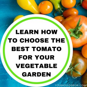 Image with multi colored tomaotes and text: how to choose the best tomato variety for your garden