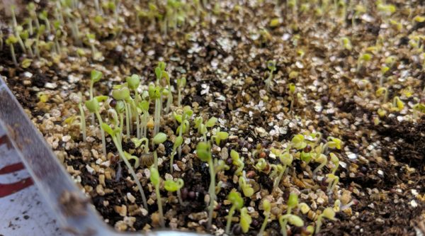 Growing Microgreens Indoors: Superfood In 2 Weeks Or Less! - You Should ...