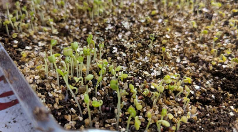growing microgreens indoors