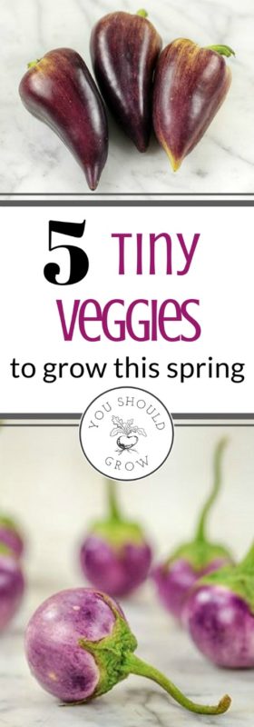 Wondering what to grow in your garden this year? Try these tiny versions of my favorite veggies for the the home gardener. I love experimenting with new and interesting veggies to grow. And for some reason, little versions of things I love are so much fun! Images and seeds from Baker Creek.