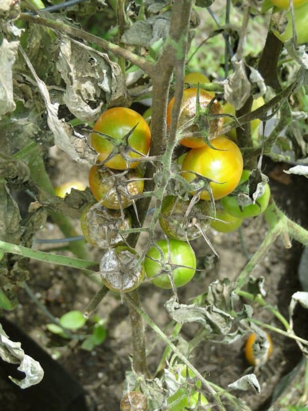 Dry papery leaves & white moldy growth: Image of symptoms of late blight on tomato