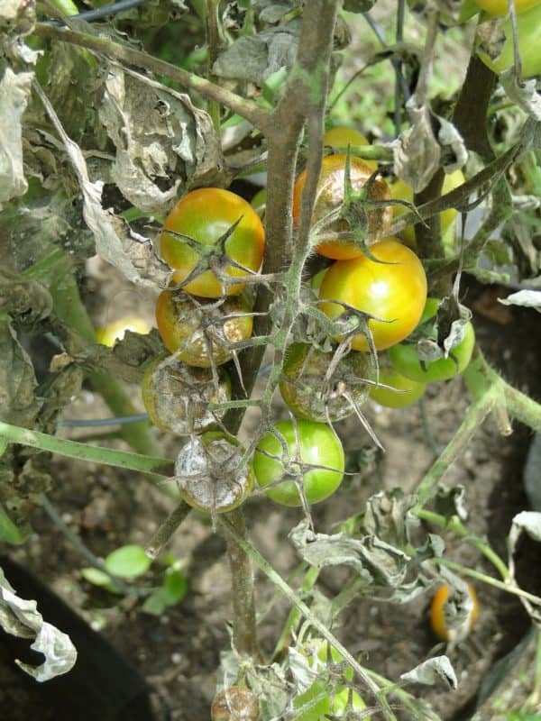 cherry tomato plant leaves