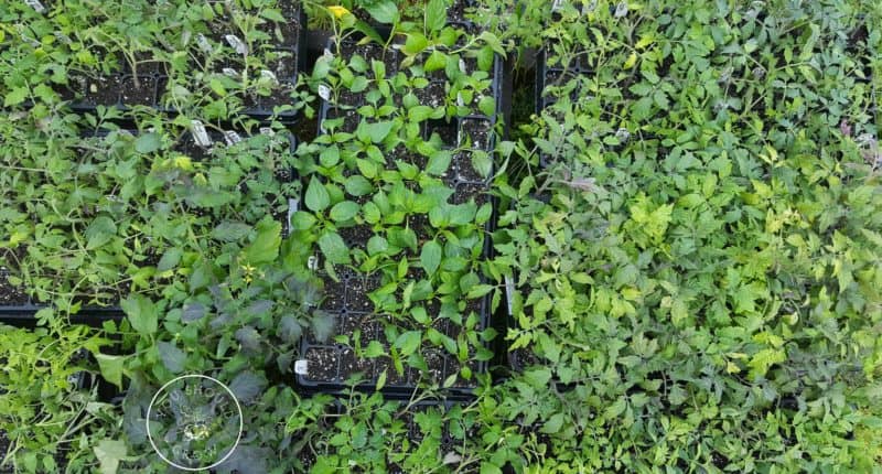 Trays of tomato seedlings. Some healthy leaves and some yellow leaves