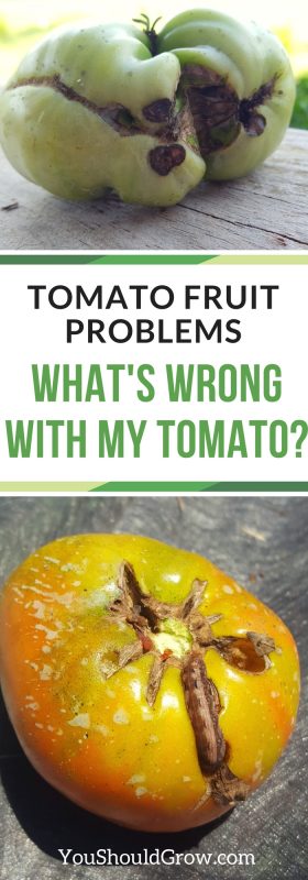 Tomato problems: What's wrong with my tomato? Find out what causes rotten spots, big ugly scars, and tomatoes that don't ripen.