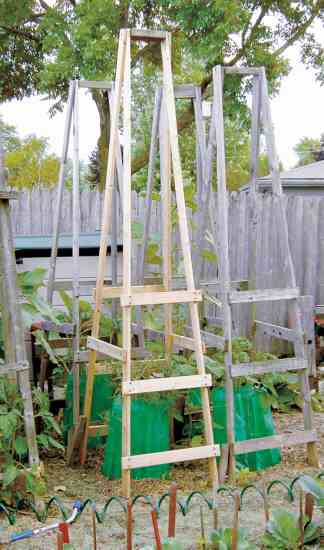 Tomato cage folding ladder