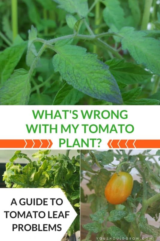 Tomato Leaf Problems: A Visual Guide - You Should Grow