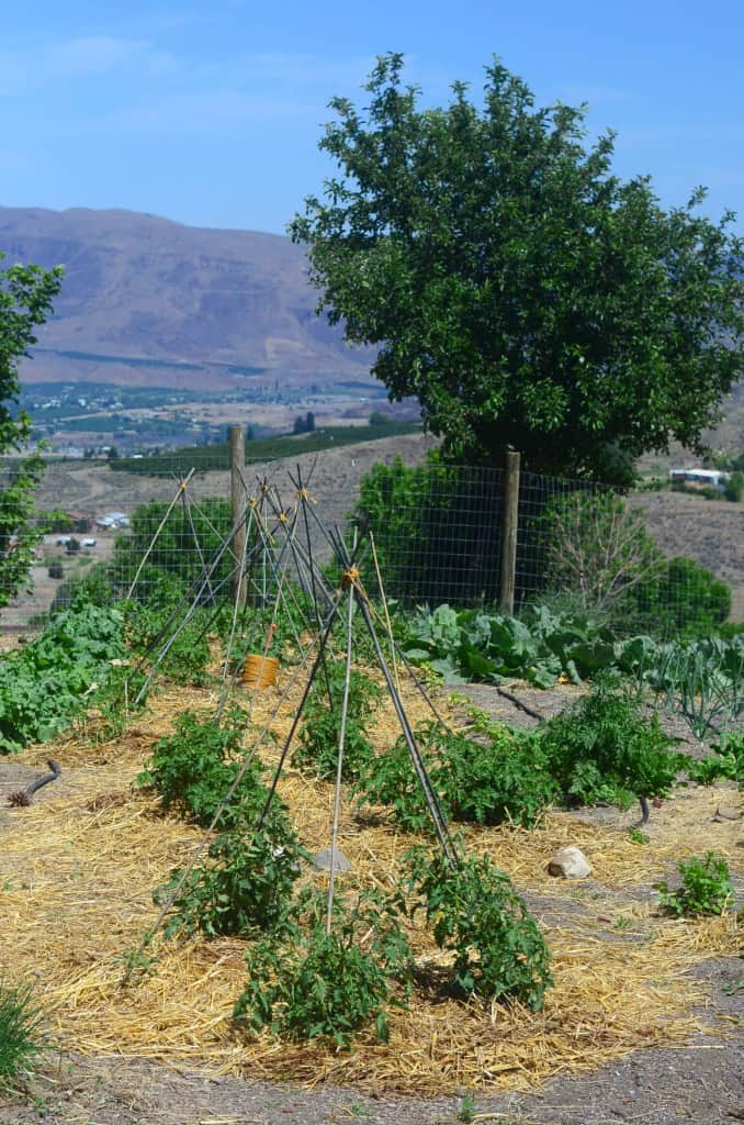 Tomato cage teepee from bamboo sticks.