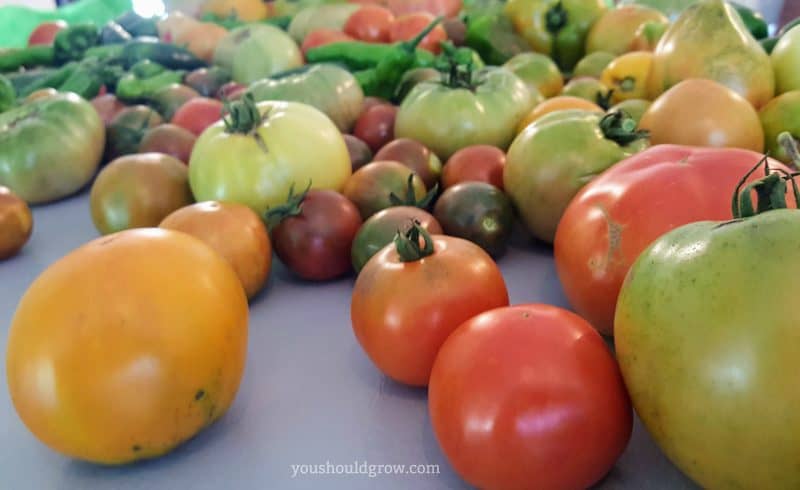 how to preserve tomatoes