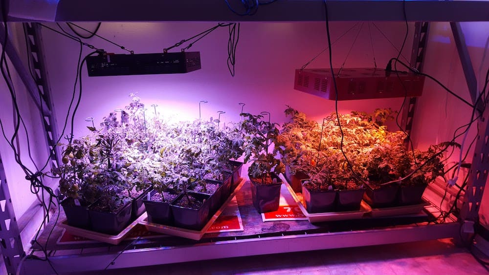 tomatoes growing under led lights